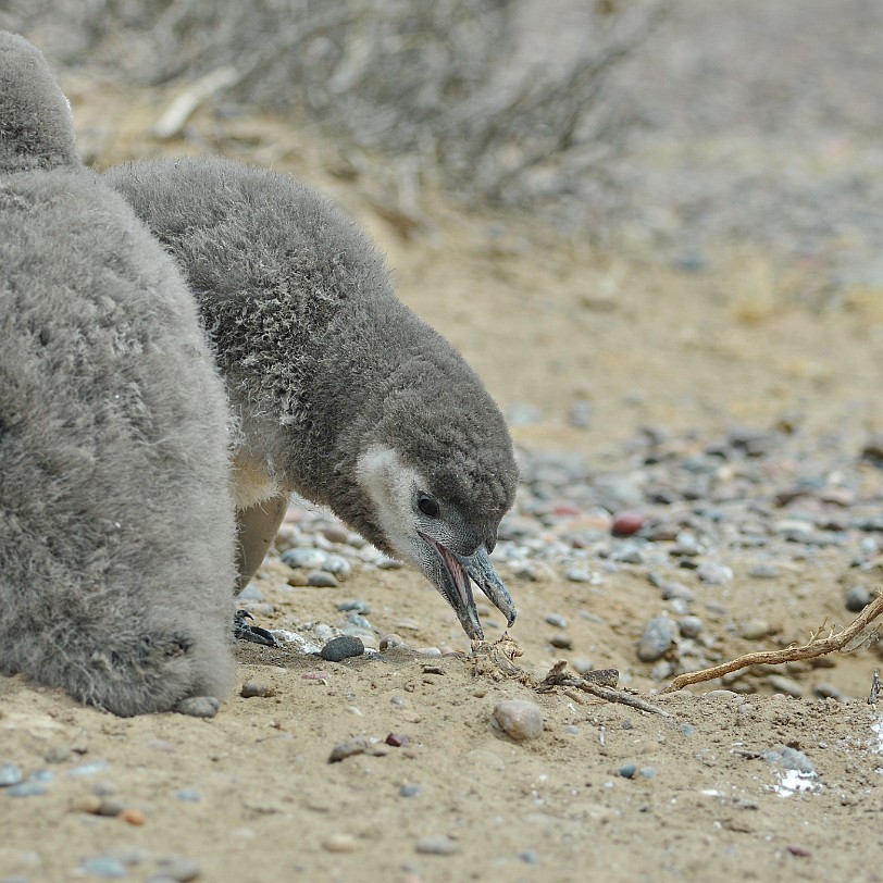 DSC_9102 Argentinien, Puerto Madryn Der Magellan-Pinguin ist etwa 70 cm lang und wiegt vier Kilogramm. Der Kopf und die Oberseite von Rumpf, FlÃ¼gel und Schwanz sind...